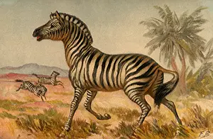 Zebras: Zebras