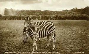 Zoos: Zebras, Central Paddock, Whipsnade Zoo, Bedfordshire