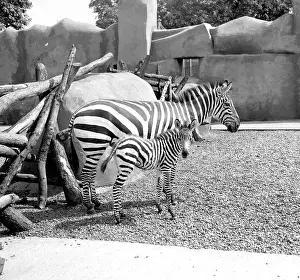 Foal: Zebras, mother and foal