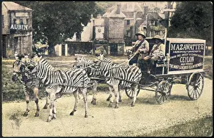 Purely: ZEBRAS PULL MAZAWATTEE