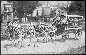 Purely: ZEBRAS PULL MAZAWATTEE