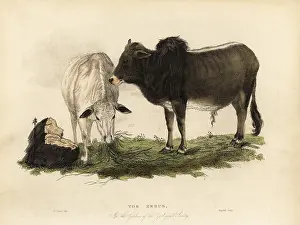 Smellie: Zebu, Bos primigenius indicus