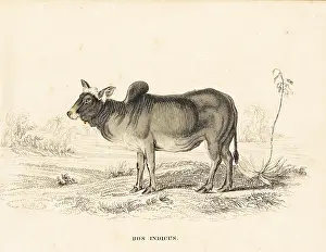 Primigenius: Zebu or humped cattle, Bos primigenius indicus