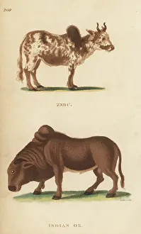 G. Kearsley: Zebu and Indian ox, Bos indicus