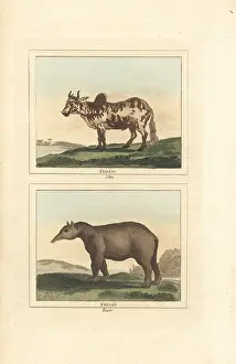 Zebu: Zebu and tapir