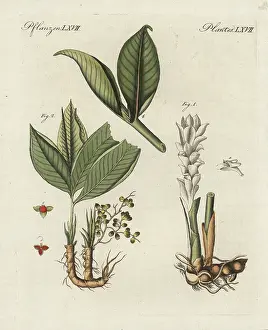 Bertuchs: Zedoary and grains of paradise