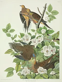 Thea: Zenaida macroura, mourning dove