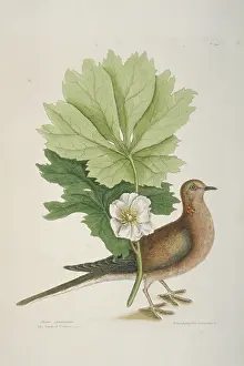 Catesby: Zenaida macroura, mourning dove
