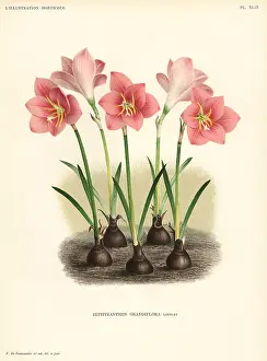 Grandiflora: Zephyranthes minuta