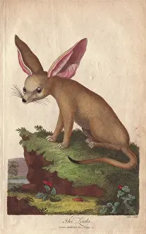 Siblys: Zerda or fennec fox, Vulpes zerda