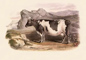 Zetland: Zetland Breed