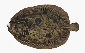 Punctatus: Zeugopterus punctatus, or Topknot