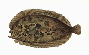 Mottled: Zeugopterus regius, or Bloch's Topknot