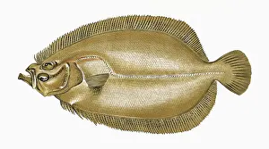 Fluke: Zeugopterus velivolans, or Sail Fluke