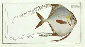 Ray Finned: Zeus ciliaris (Alectis ciliaris)