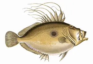 The Sharp Illustration Collection: Zeus faber, or John Dory