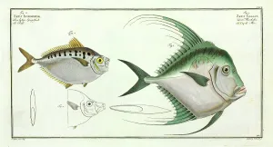 Ray Finned: Zeus gallus and Zeus insidiator