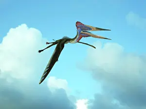 Azhdarchid: Zhejiangopterus, a genus of azhdarchid pterosaur