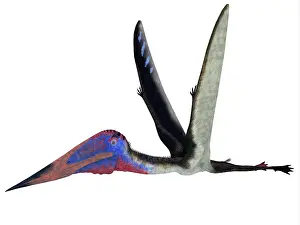 Azhdarchid: Zhejiangopterus pterosaur