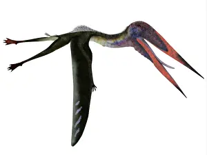 Snout: Zhejiangopterus pterosaur flying, side view on