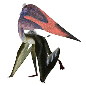 Snout: Zhejiangopterus pterosaur walking, white background