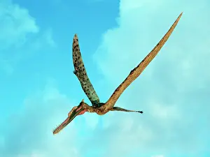 Zhenyuanopterus: Zhenyuanopterus, a genus of pterosaur from the Cretaceous ?