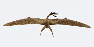 Zhenyuanopterus: Zhenyuanopterus pterosaur from the Cretaceous Period
