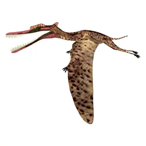 Ugliness: Zhenyuanopterus pterosaur flying, side view on