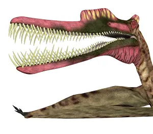 Ugliness: Zhenyuanopterus pterosaur head, close-up