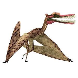 Ugliness: Zhenyuanopterus pterosaur walking, front view