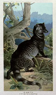 Civet: Zibet