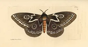 Phalaena: Zig-zag emperor silkmoth, Gonimbrasia tyrrhea
