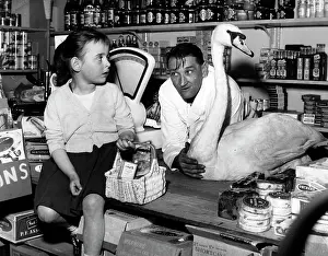Ziggy: Ziggy The Swan