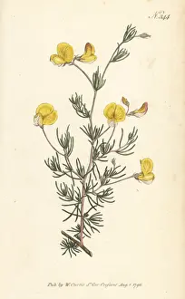 William Curtis: Zigzag capegorse, Aspalathus bracteata