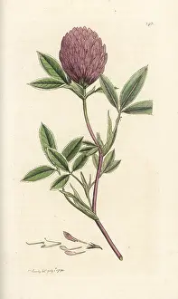 Trefoil: Zigzag clover or trefoil, Trifolium medium