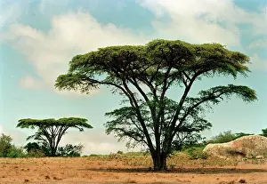 Sojourn: Zimbabwe, Eastern Zimbabwe, 2000: Tourism, , globetrotting