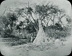 Britsih: Zimbabwe (Rhodesia) - Ant hill