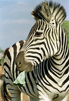 Sojourn: Zimbabwe, Wildlife, conservation, Tourism, globetrotting
