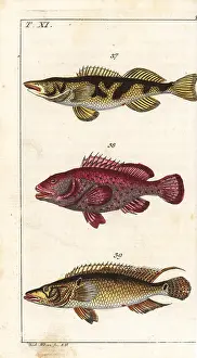 Perca: Zingel, red hind and striped bass