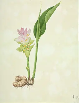 Spice: Zingiber officinale, ginger