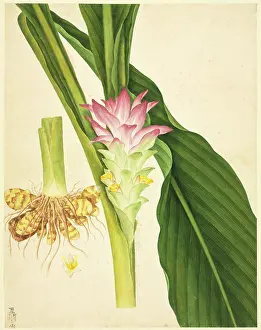 Spice: Zingiber officinale, ginger