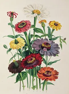 Multicoloured: Zinnia sp. zinnia