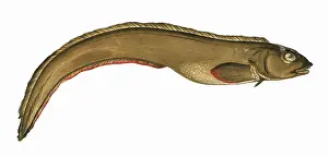 Blenny: Zoarces viviparus, or Viviparous Eelpout