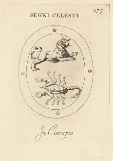 Scorpio: Zodiac signs of Leo and Scorpio