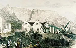 Angas: Zonnebloem, circa 1849