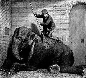 Overheating: At the zoo, 93 degrees in the shade 1876