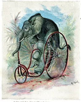Velocipede: Zoo Animals Up To Date on Cycles - Elephant on Velocipede