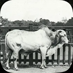 Brahmin: Zoo - Brahmin Bull