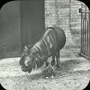 Brindled: Zoo - Brindled Gnu