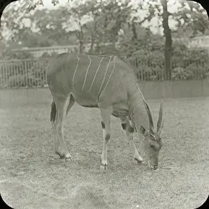 Browsing: Zoo - Eland